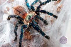 24180 brazilian blue dwarf tarantula enclosure
