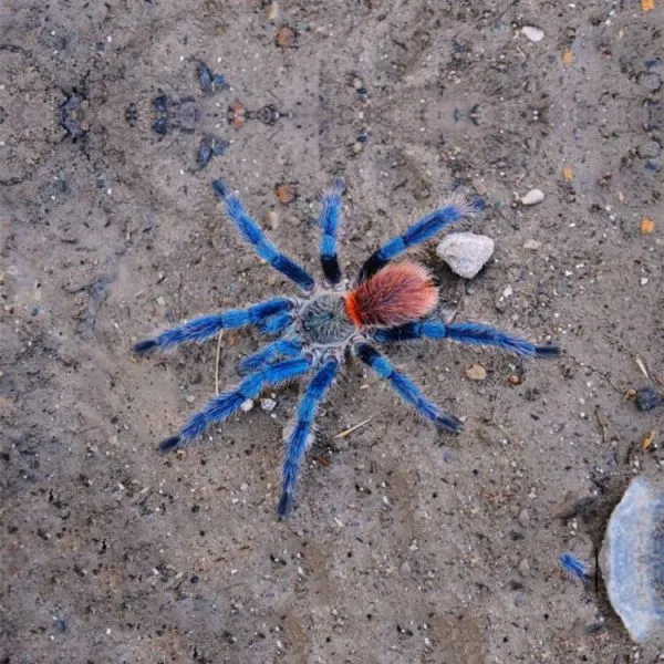 24180 brazilian blue dwarf tarantula feeding