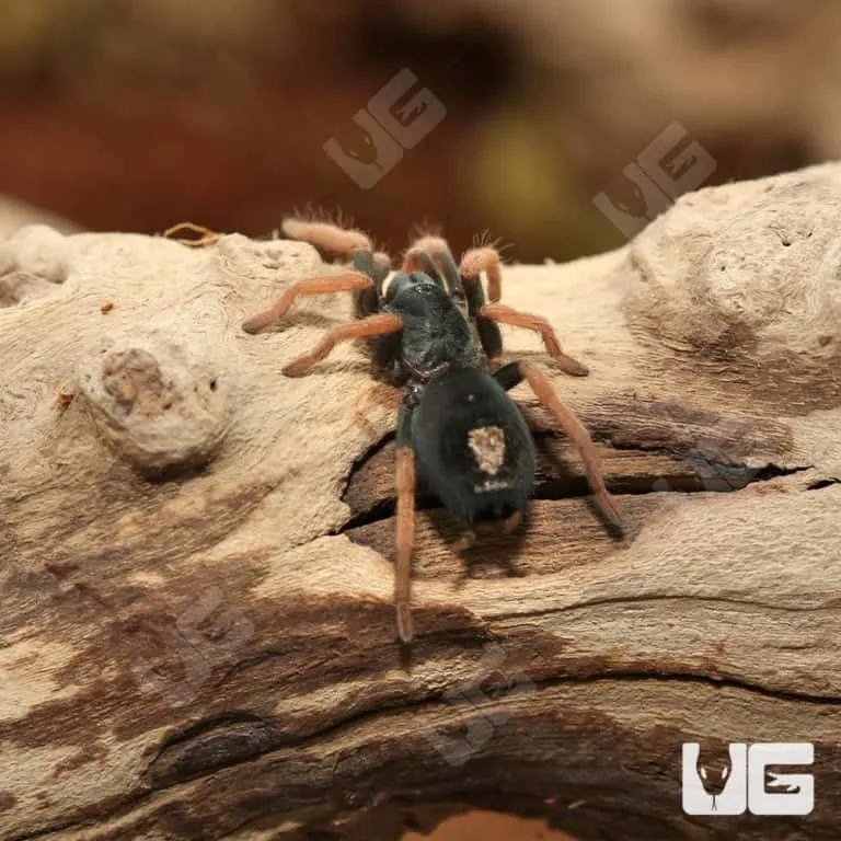 /img/24180-brazilian-blue-dwarf-tarantula-molting.webp