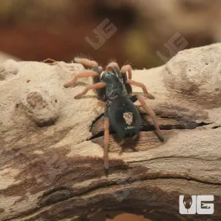 /img/24180-brazilian-blue-dwarf-tarantula-molting.webp