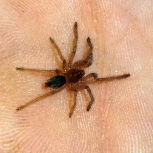 24180 brazilian blue dwarf tarantula water