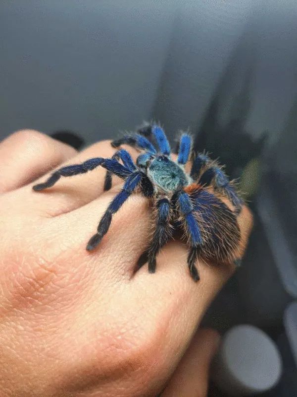24180 healthy brazilian blue dwarf tarantula