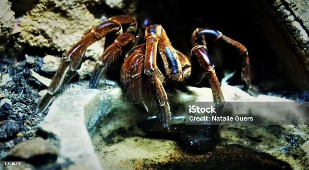 24181 tarantula leg parts