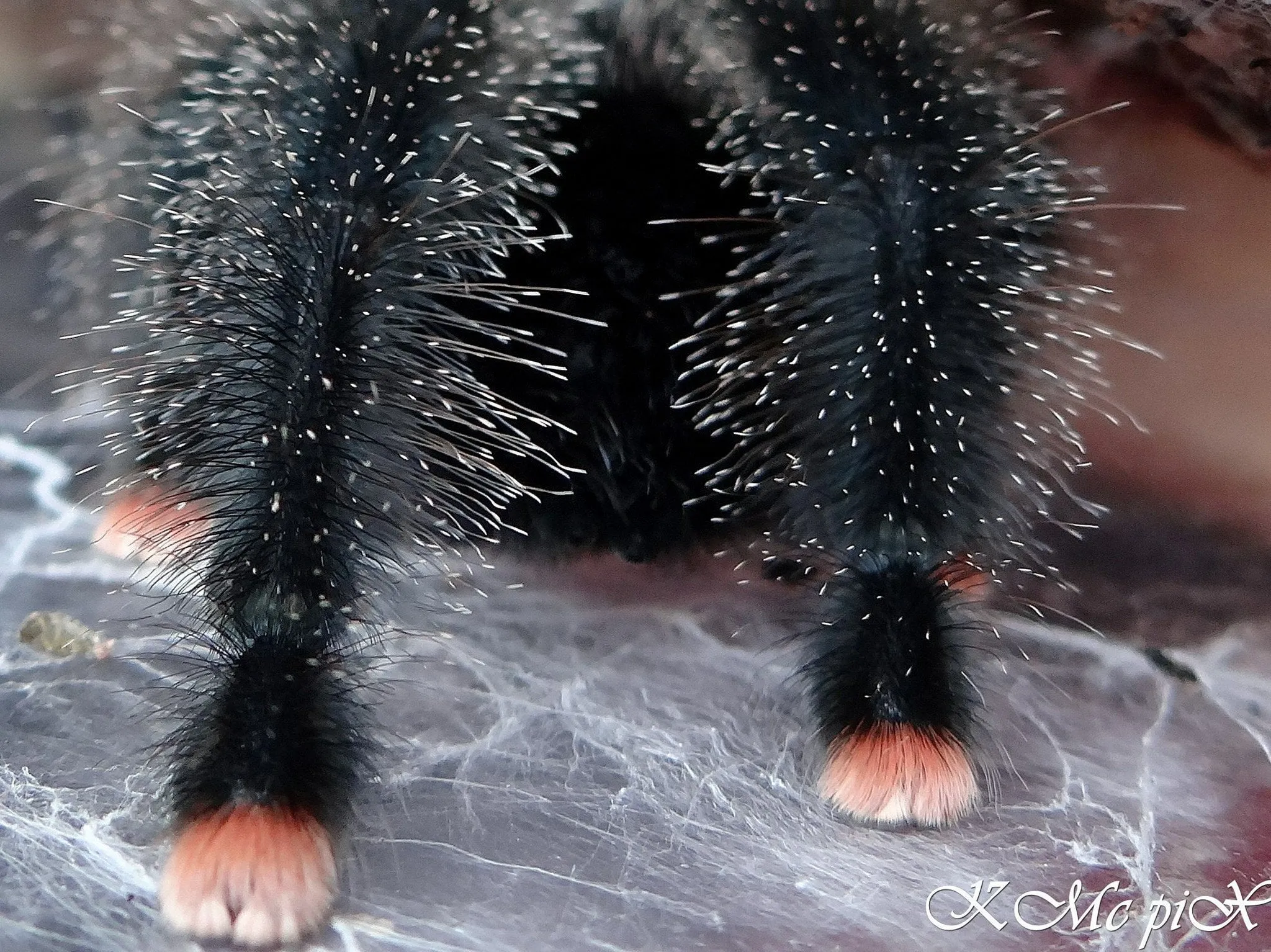 24181 tarantula leg regeneration