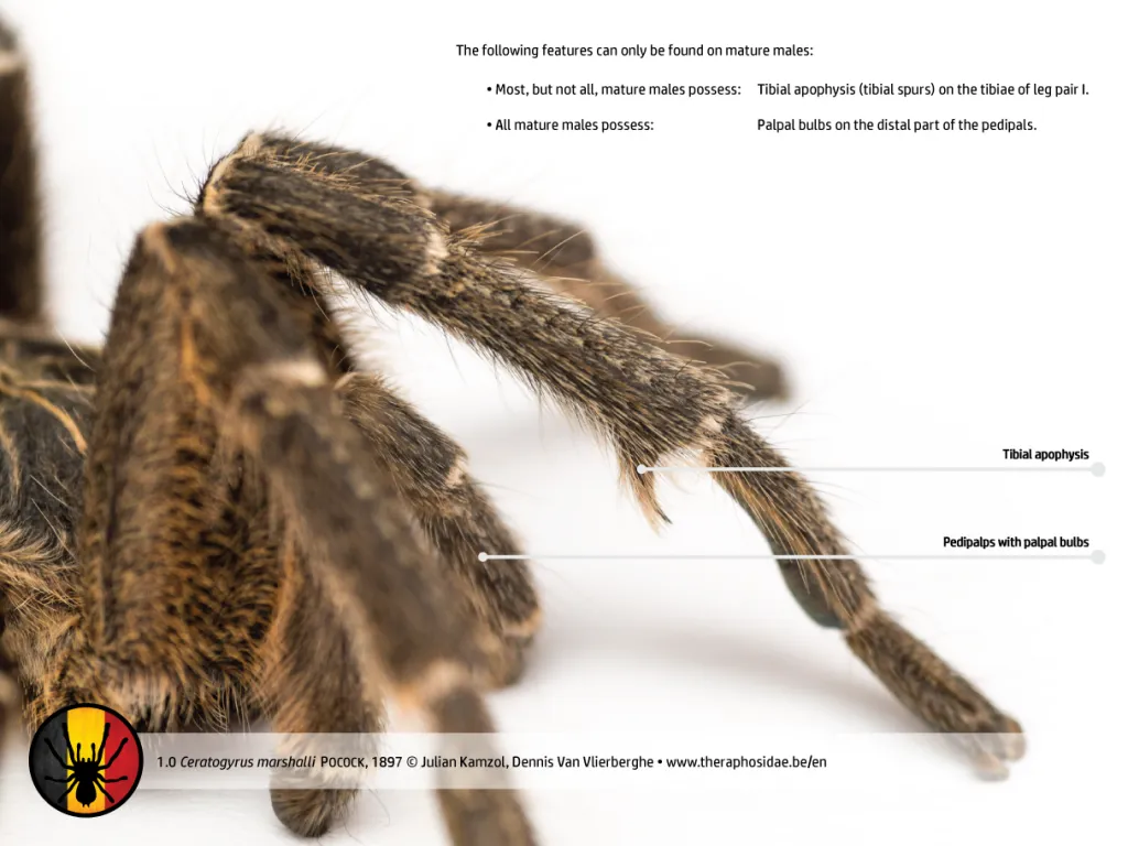 /img/24181-tarantula-molting.webp