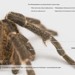 /img/24181-tarantula-molting.webp