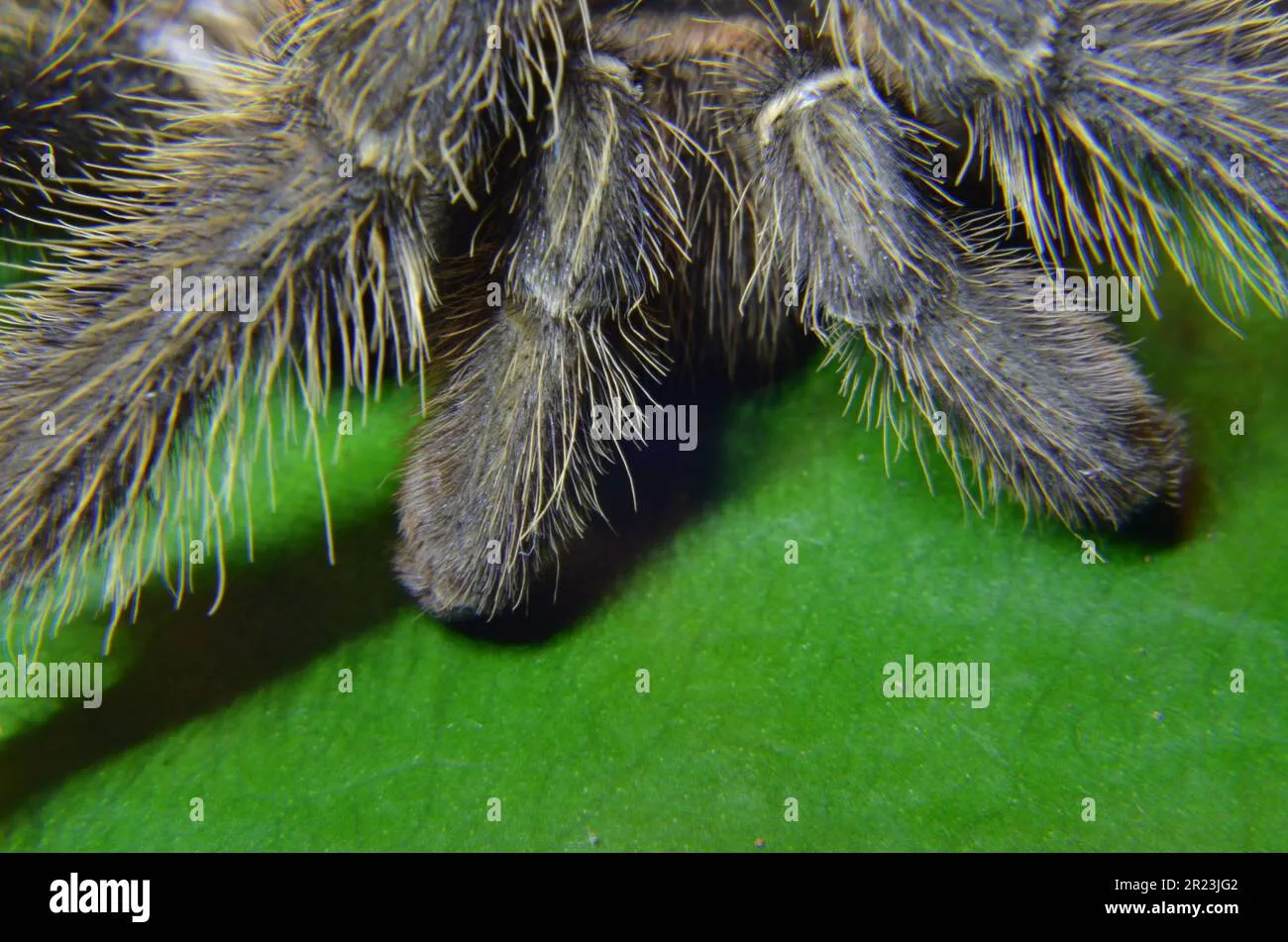 24181 tarantula sensory