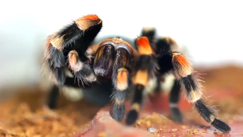 24181 tarantula walking