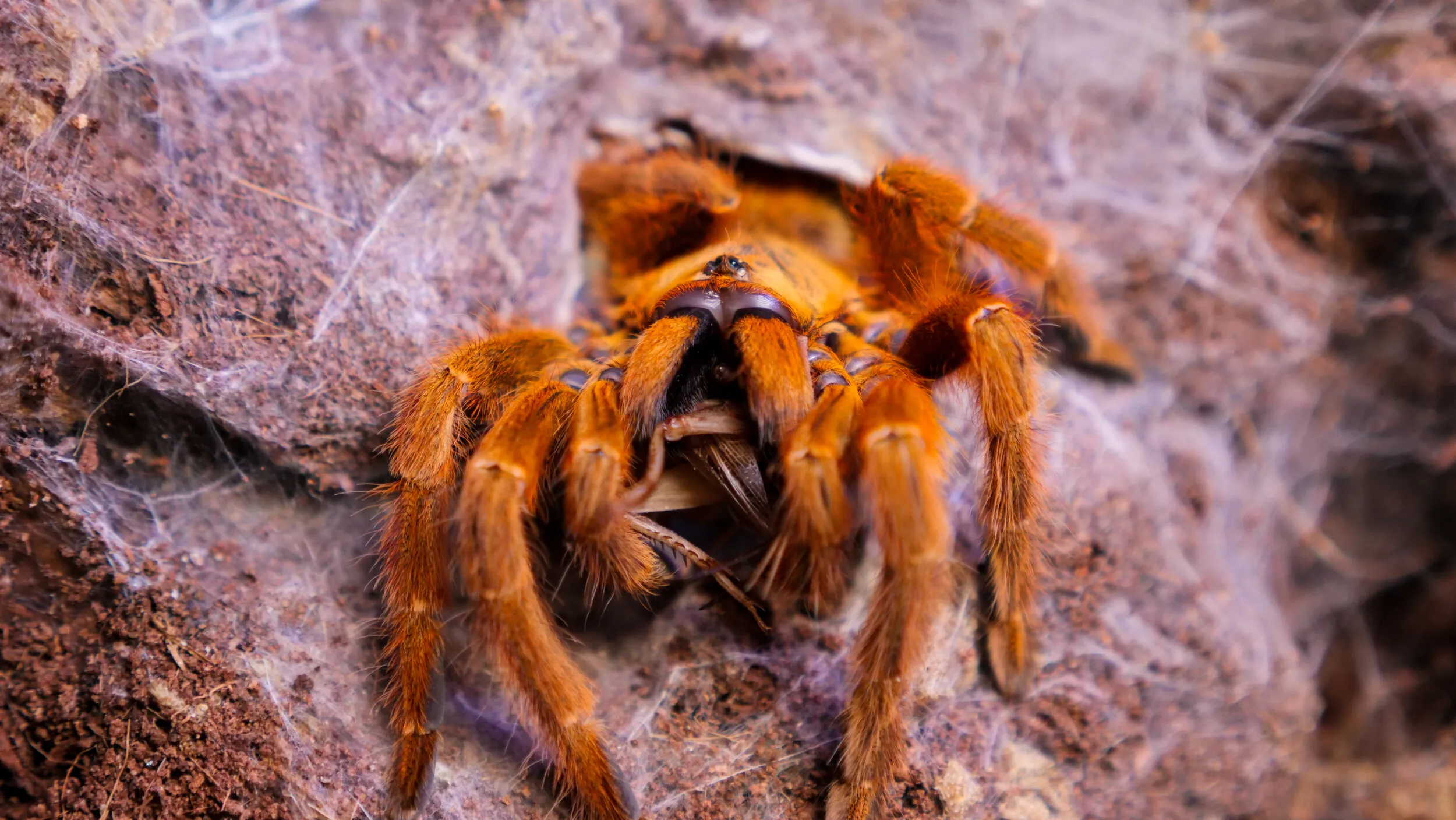 /img/24182-tarantula-cleaning.webp