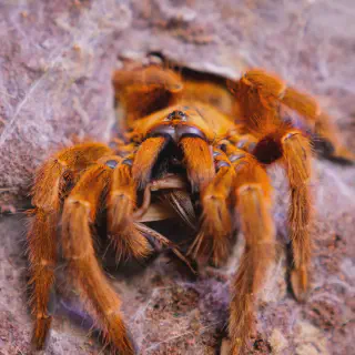 /img/24182-tarantula-cleaning.webp