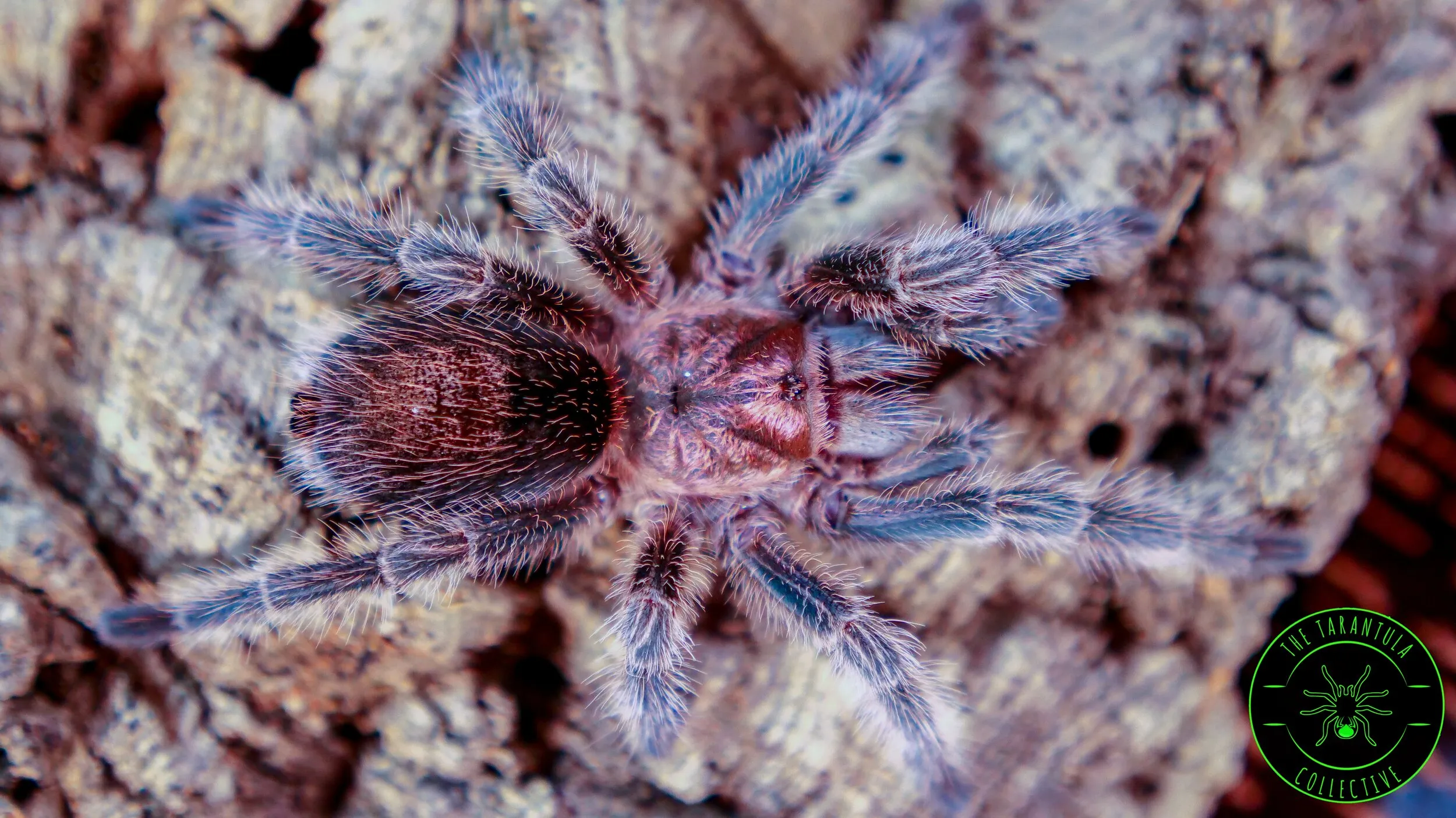 24182 tarantula feeding