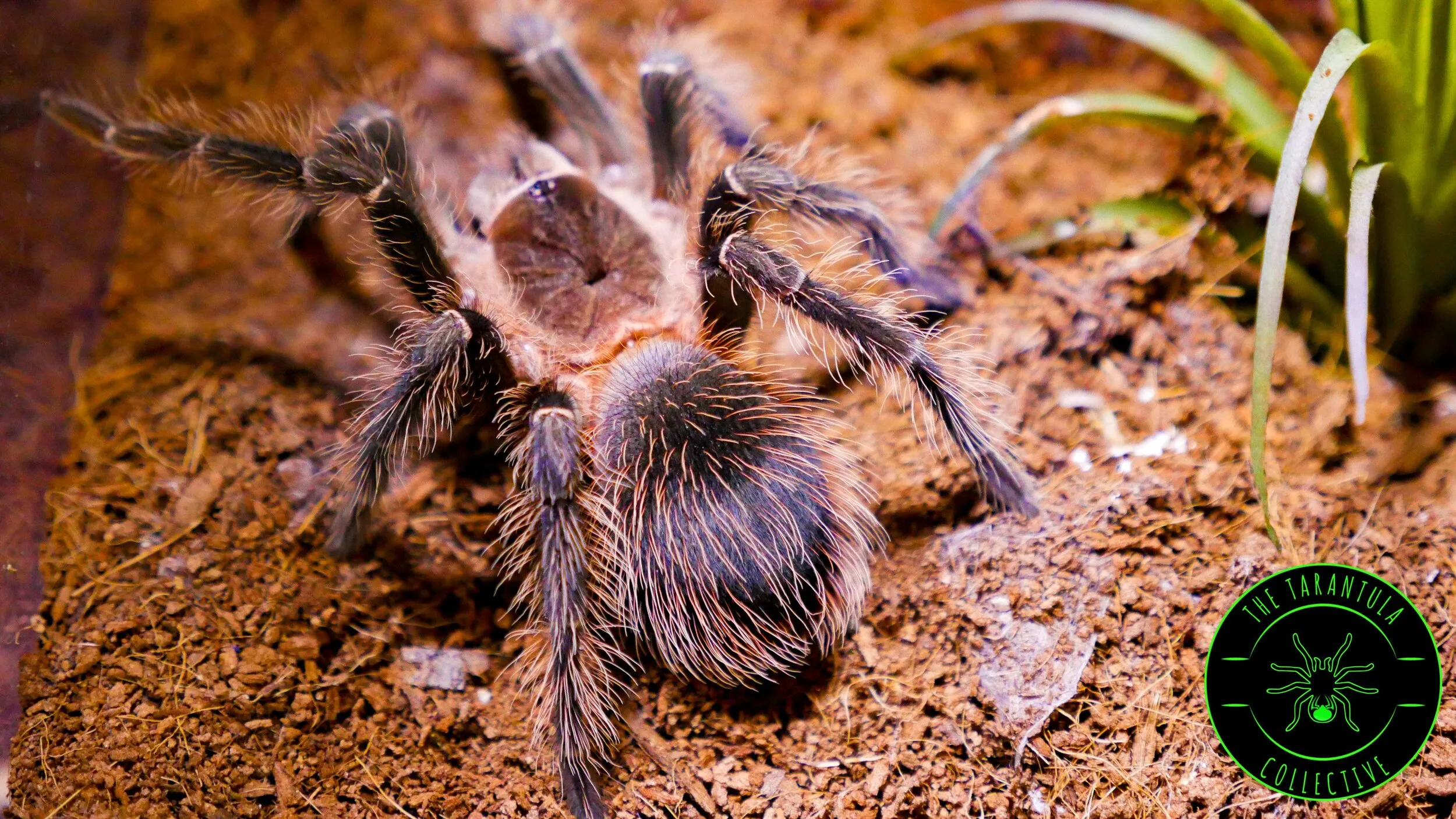 24182 tarantula molting