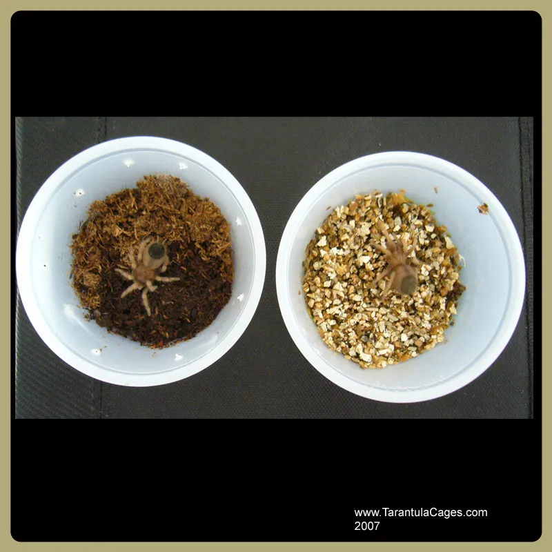 24182 tarantula substrate