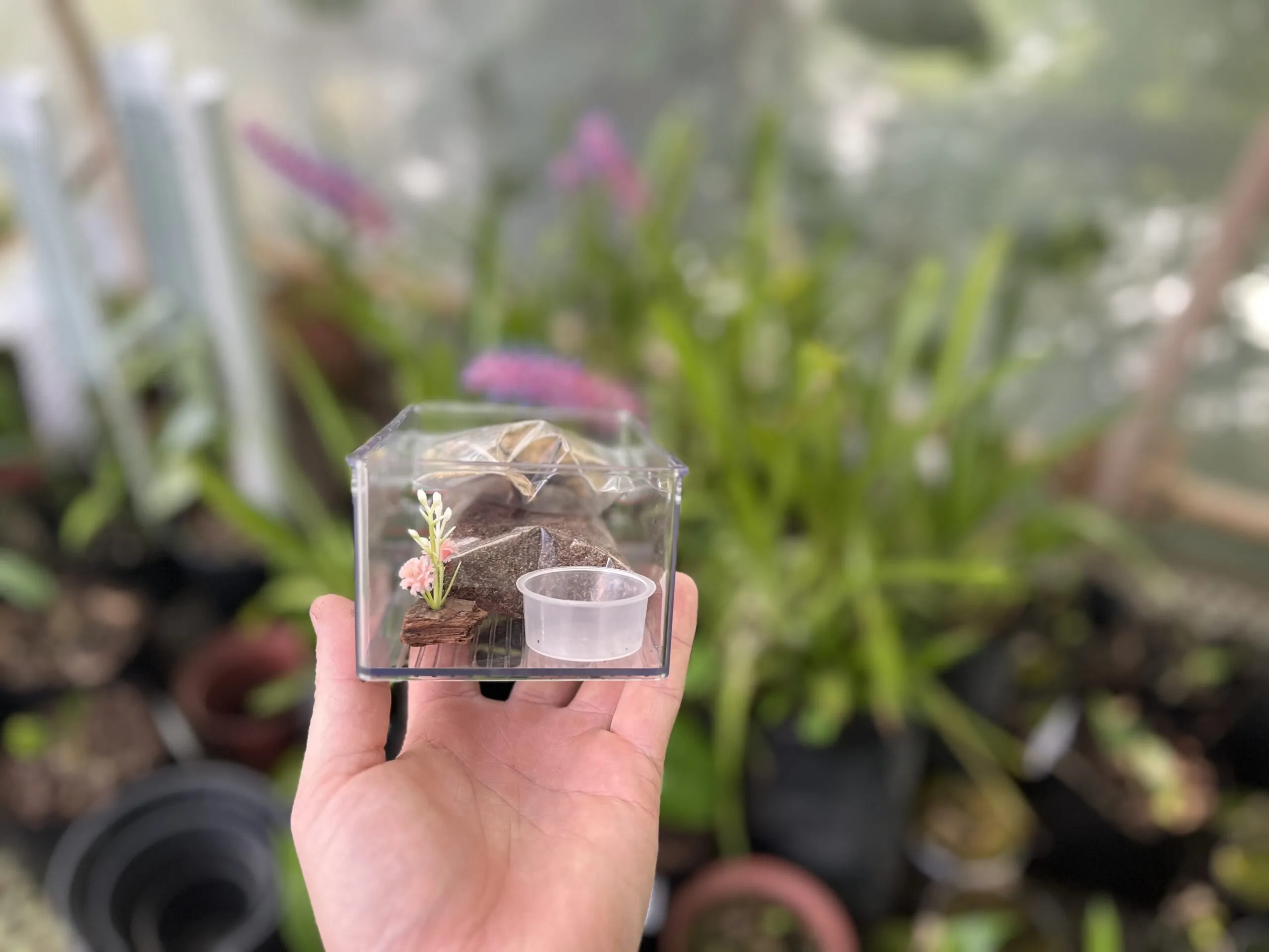 24182 tarantula terrarium