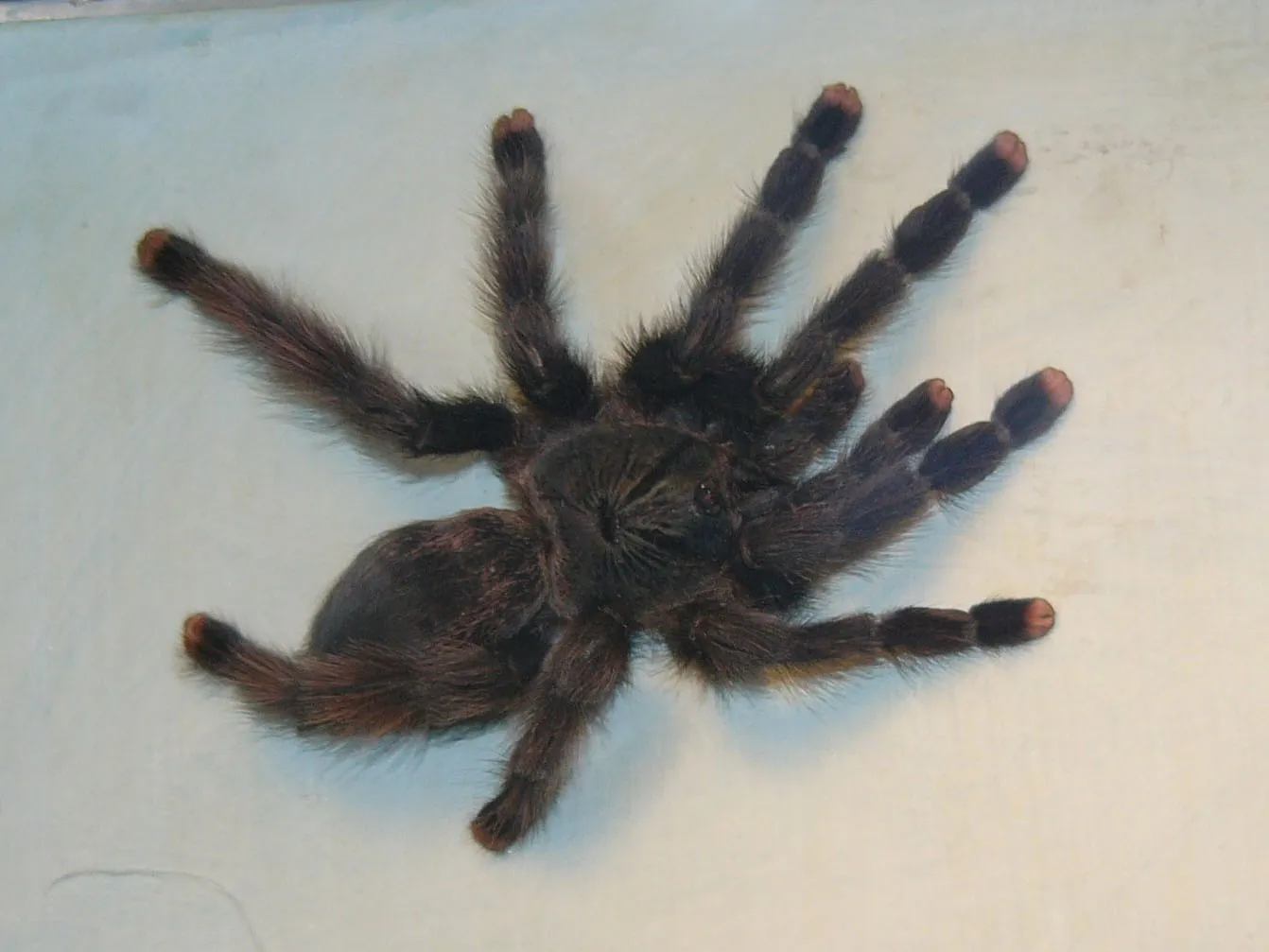 24183 choosing the right tarantula