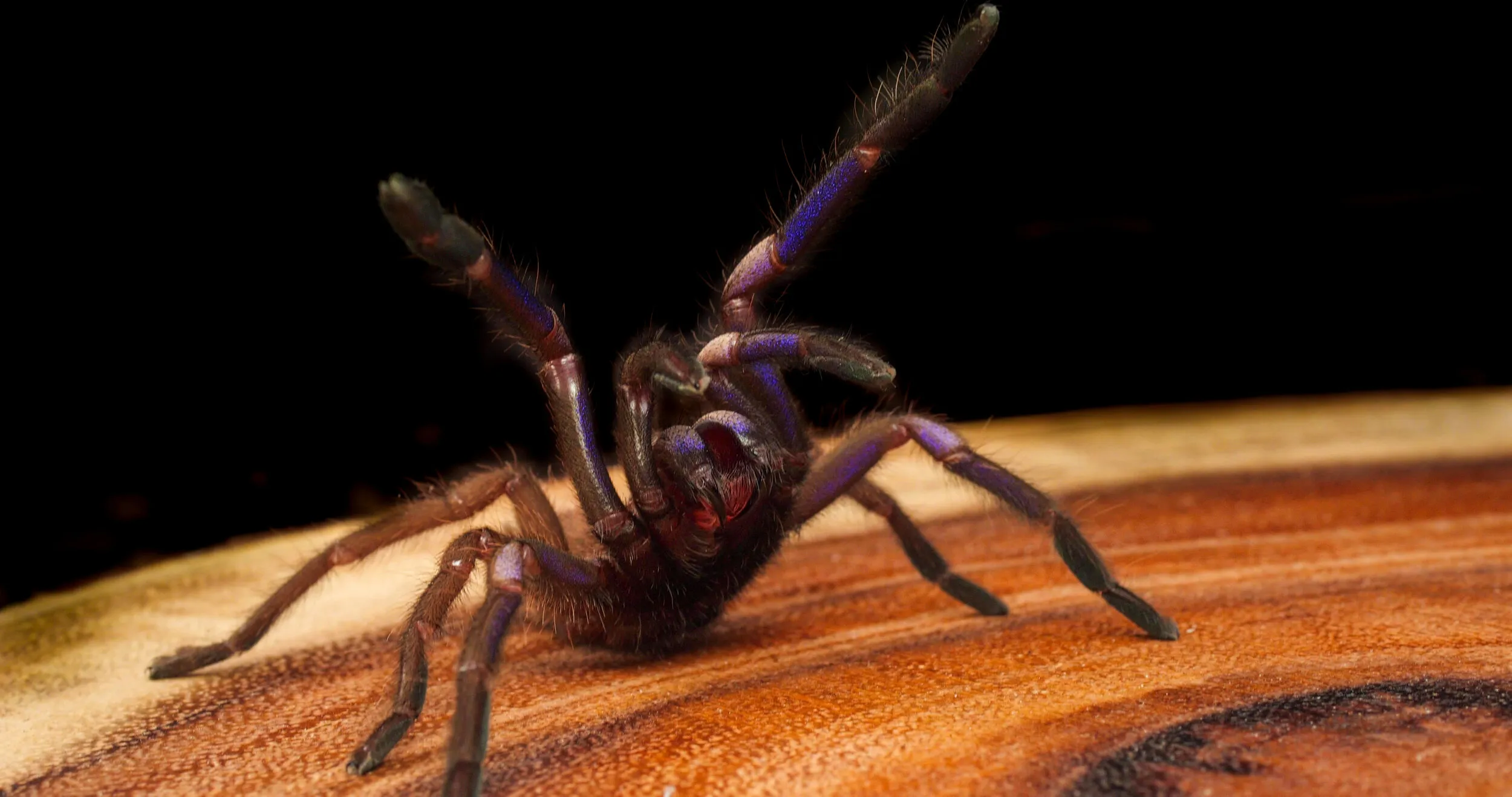 24183 feeding tarantula
