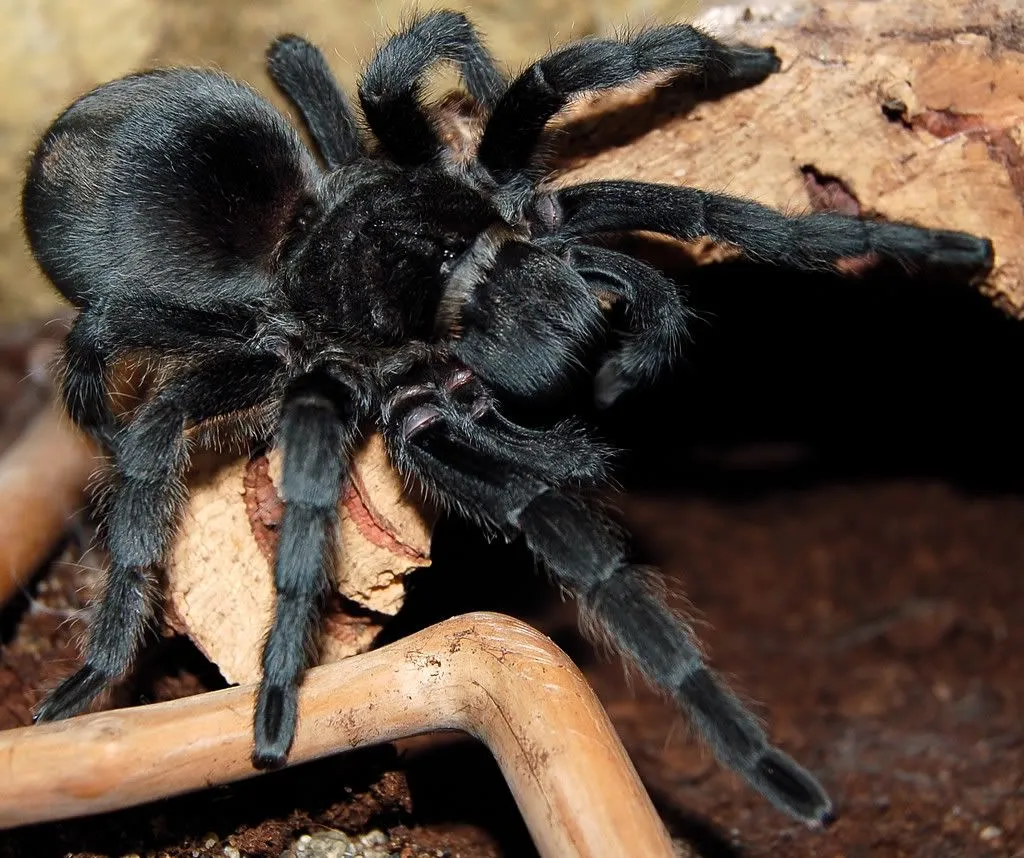 /img/24183-handling-tarantula.webp