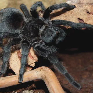 /img/24183-handling-tarantula.webp