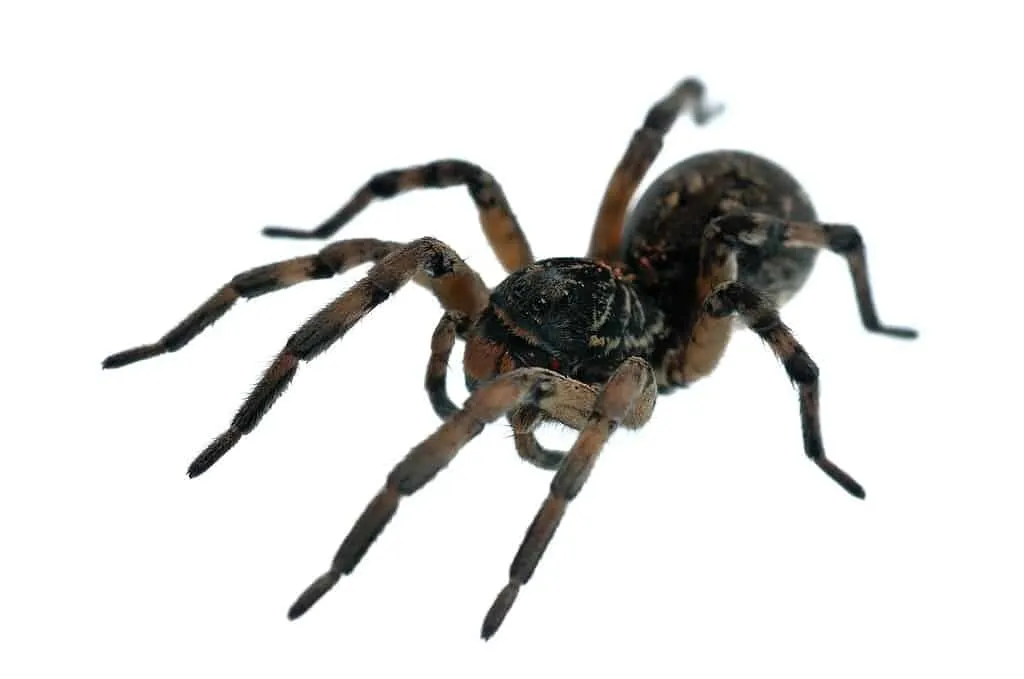 24183 tarantula habitat