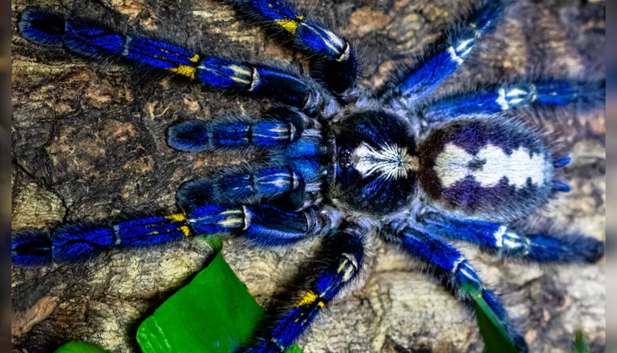 24184 sapphire peacock tarantula conservation