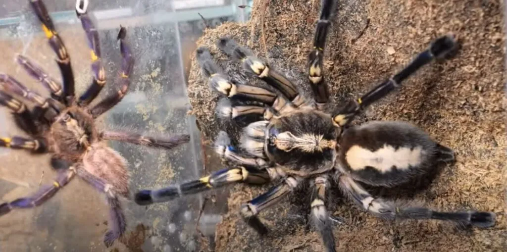 24184 sapphire peacock tarantula feeding