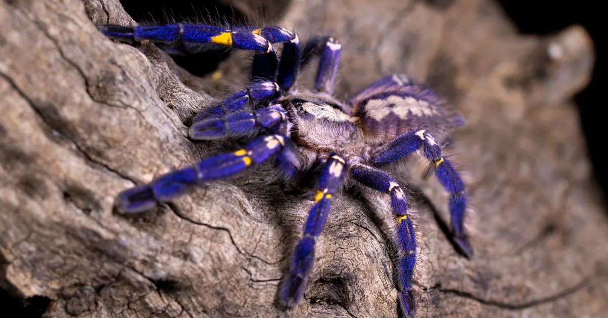 24184 sapphire peacock tarantula habitat