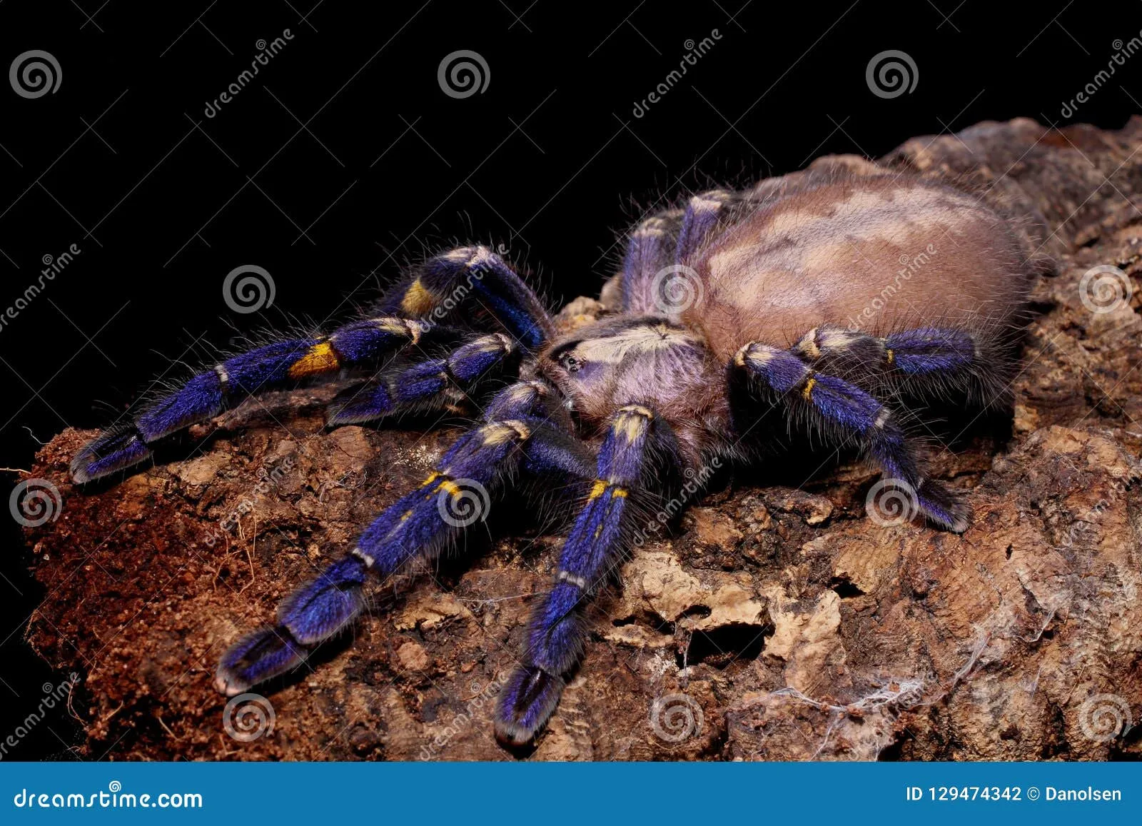 24184 sapphire peacock tarantula handling
