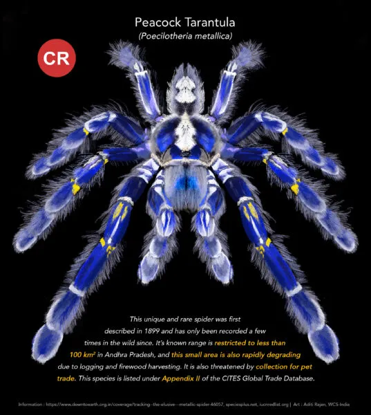 24184 sapphire peacock tarantula molting