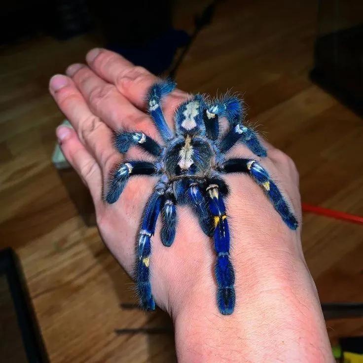 /img/24184-sapphire-peacock-tarantula-web.webp