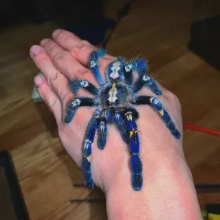 /img/24184-sapphire-peacock-tarantula-web.webp