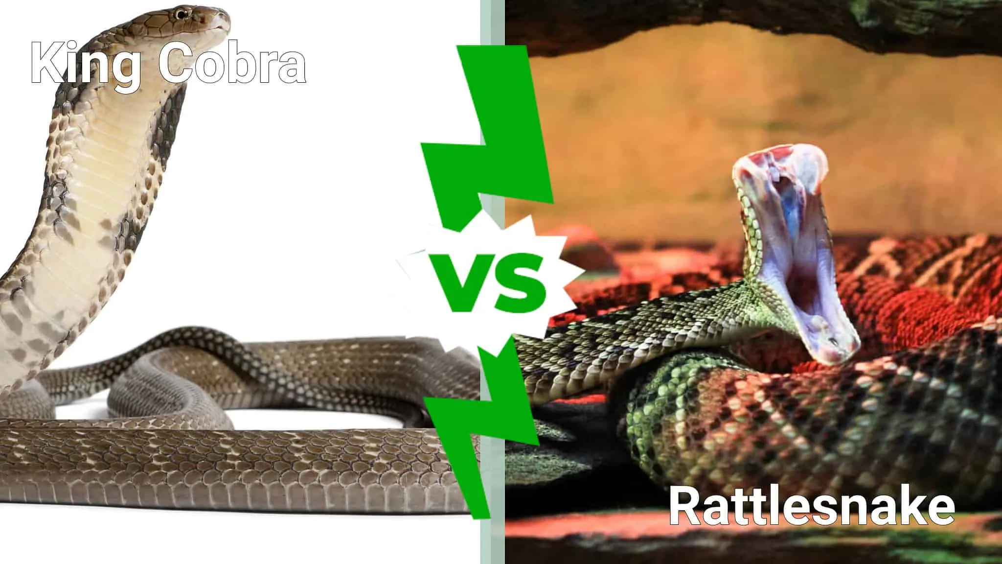 /img/24185-ecological-impact.webp