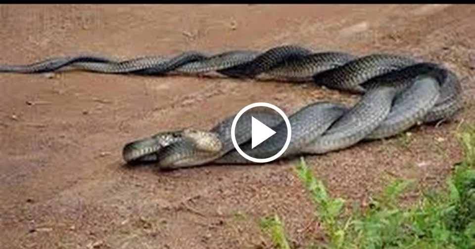 24185 king cobra