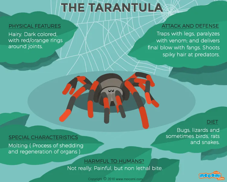 24187 mature tarantula