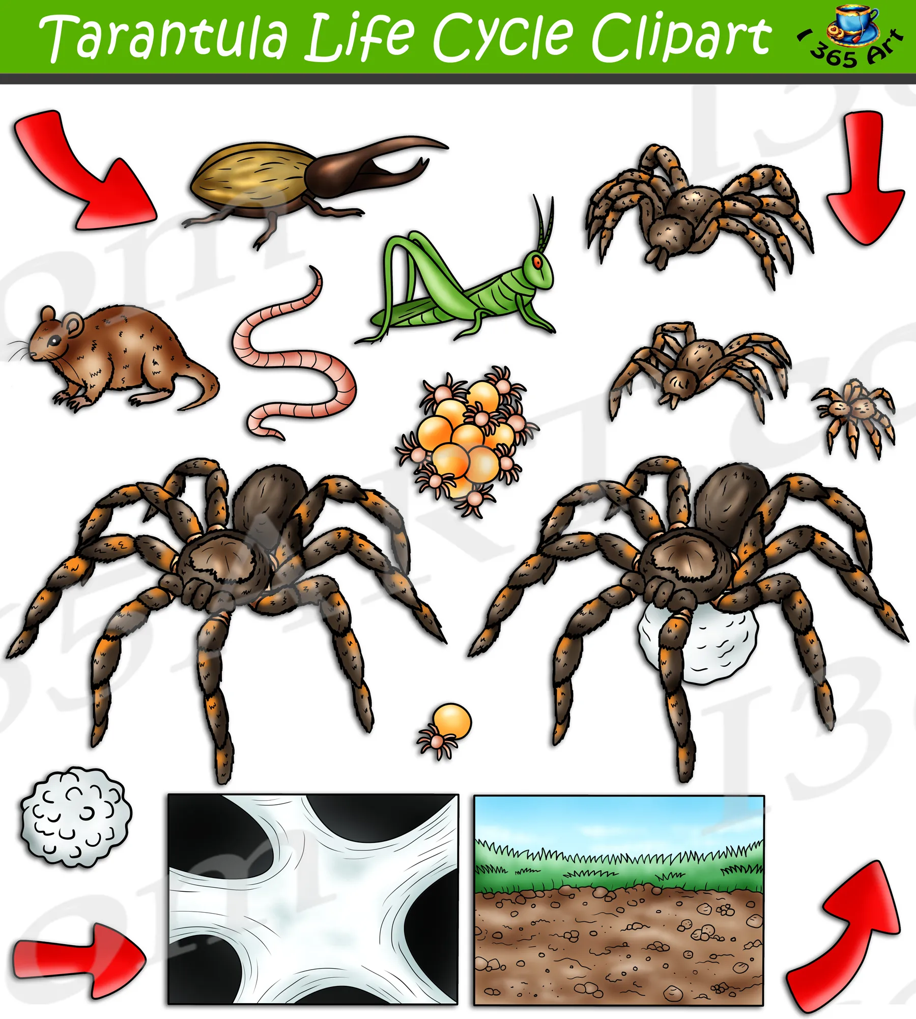 24187 tarantula feeding