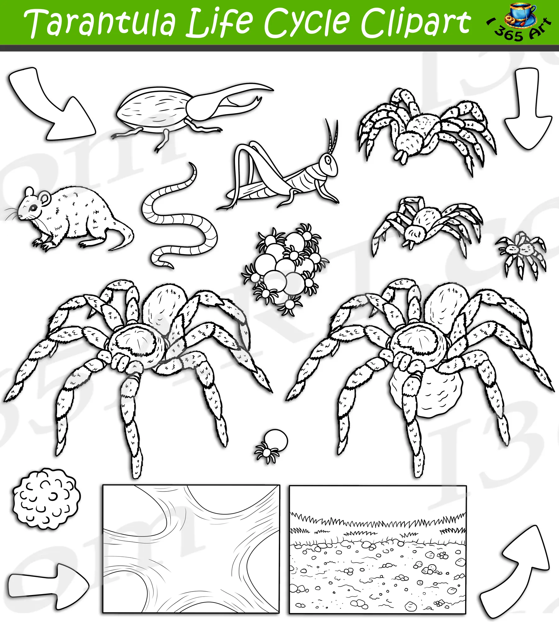 /img/24187-tarantula-habitat.webp