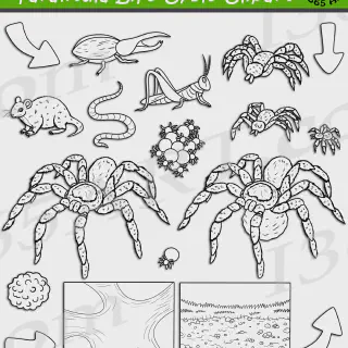 /img/24187-tarantula-habitat.webp