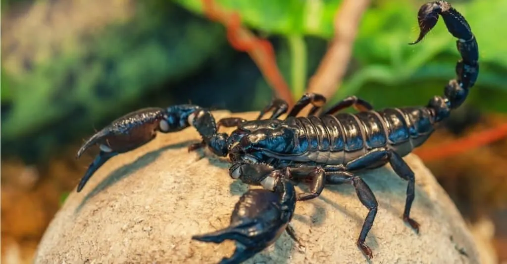 24188 scorpion health