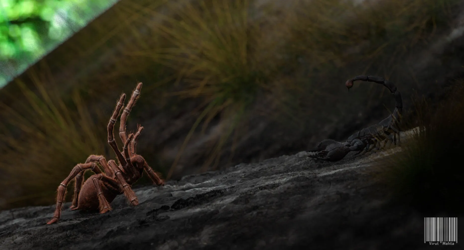 24188 scorpion tarantula choice