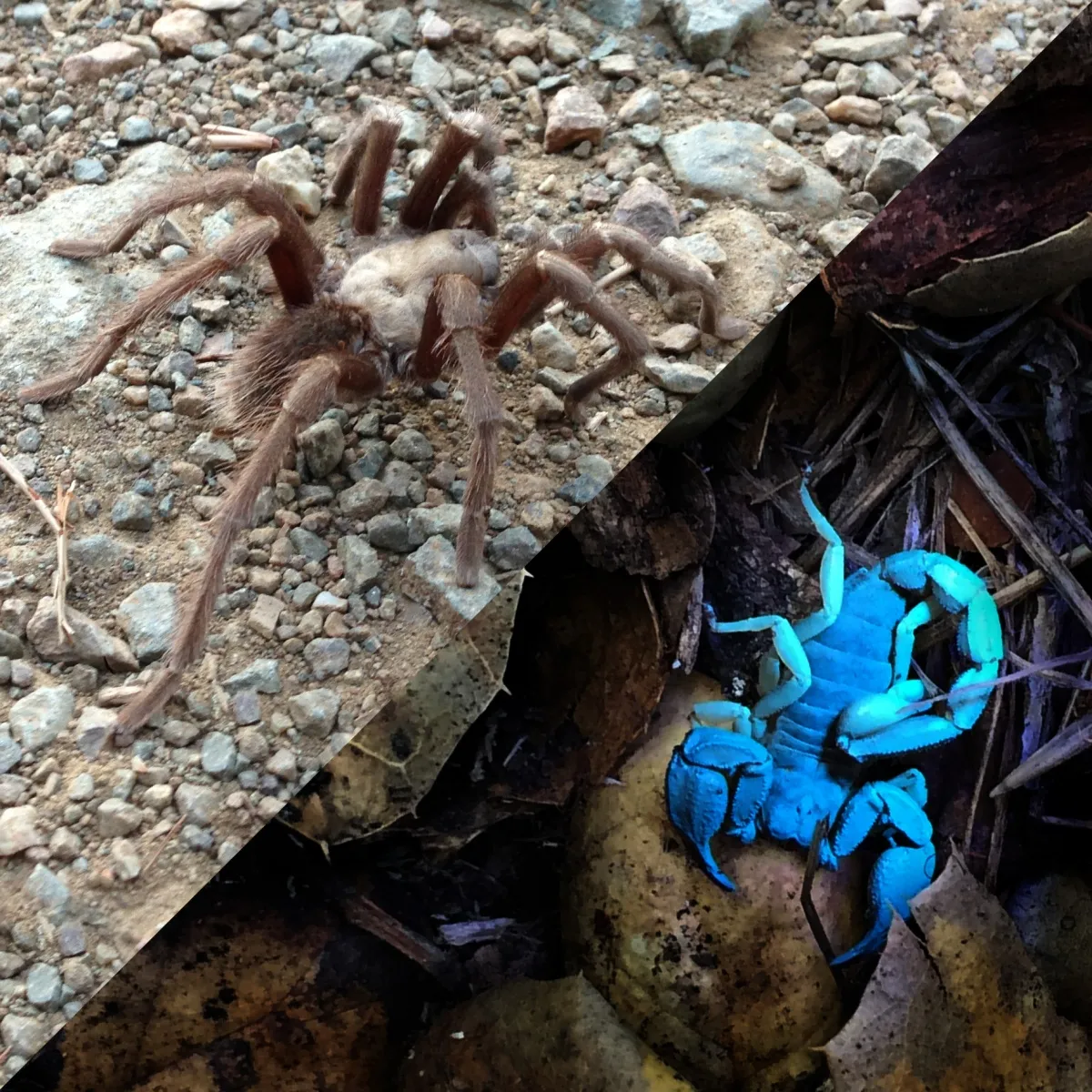 24188 tarantula handling