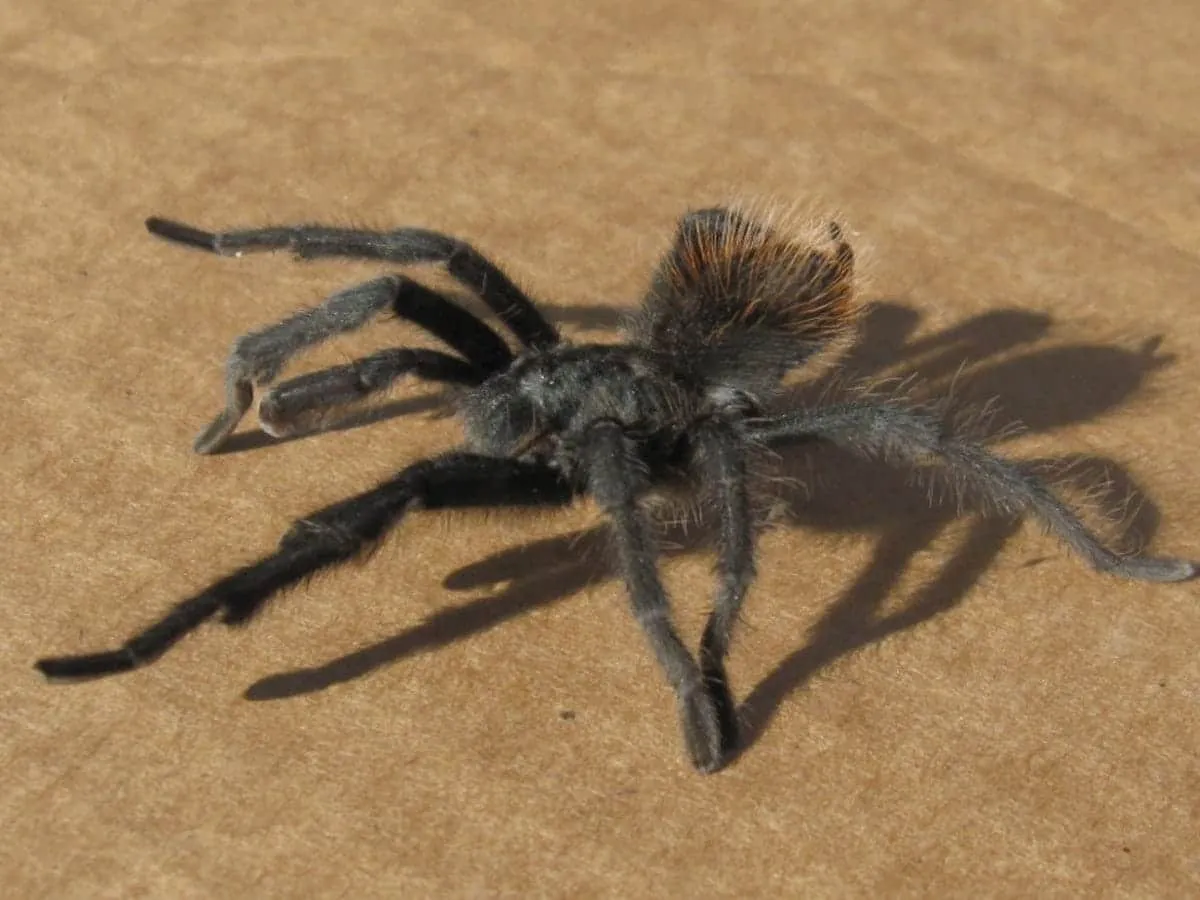 24189 patience tarantula