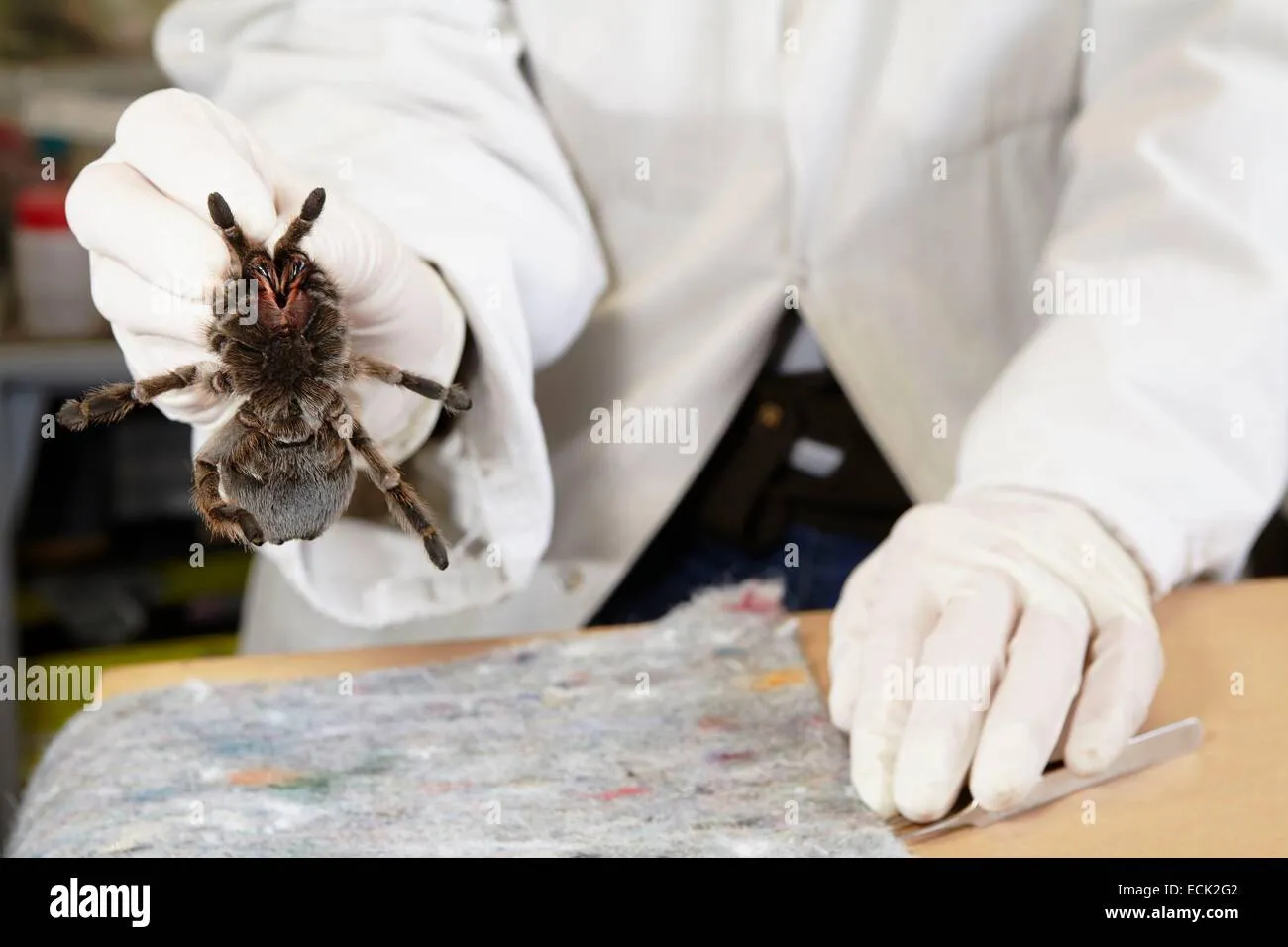 /img/24190-remote-control-tarantula-audience.webp