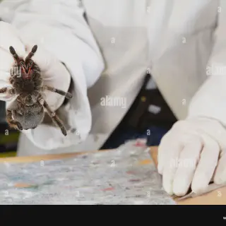 /img/24190-remote-control-tarantula-audience.webp