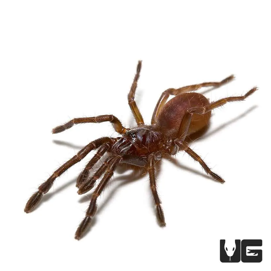 24191 tiger striped tarantula feeding