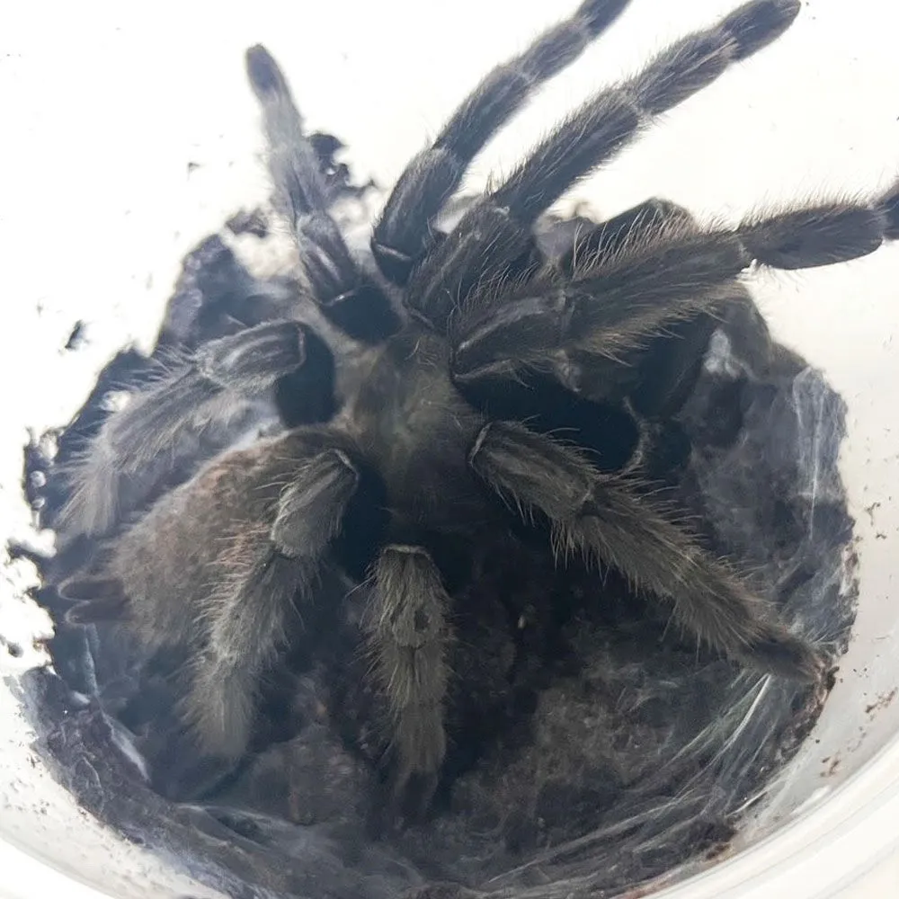 24191 tiger striped tarantula molting