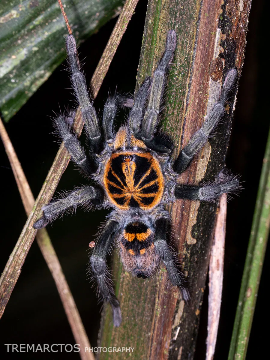 24191 tiger striped tarantula overview