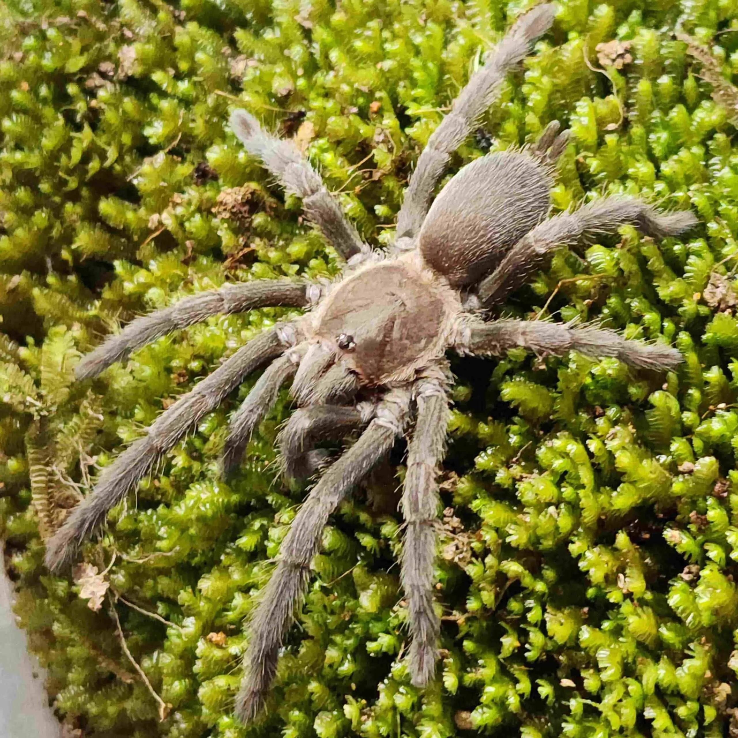 24192 australian tarantula nsw closeup