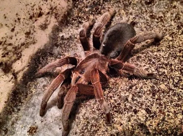 24192 australian tarantula nsw habitat