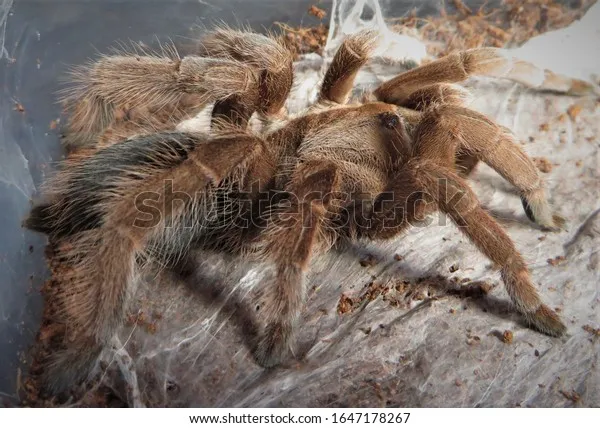 24192 australian tarantula nsw lifespan