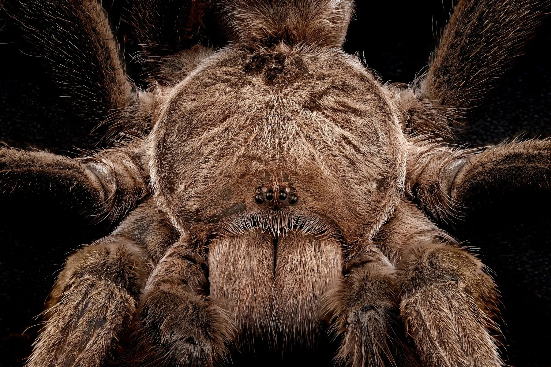 /img/24192-australian-tarantula-nsw-pet.webp