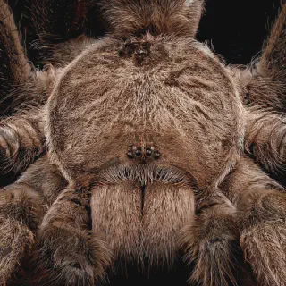 /img/24192-australian-tarantula-nsw-pet.webp